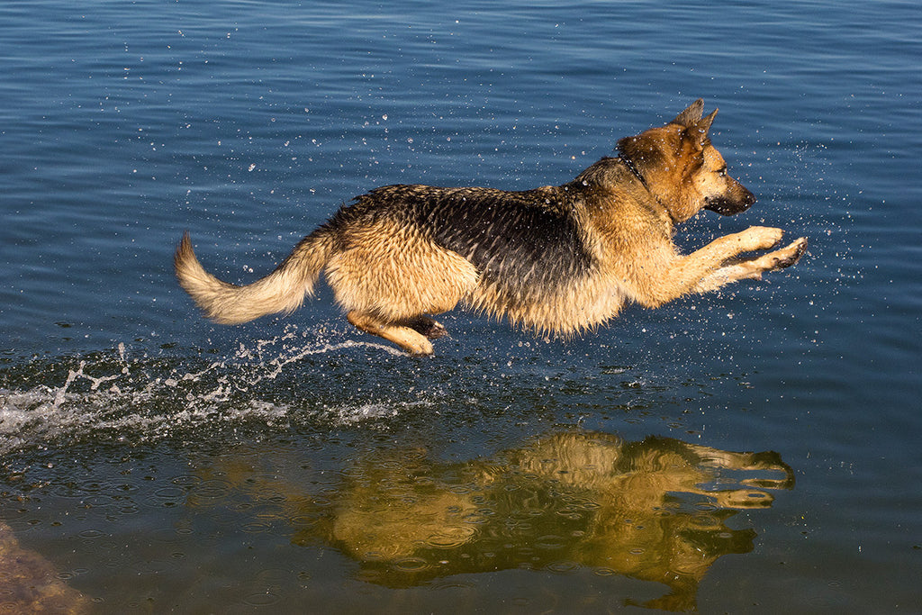 K9 Collagen Supplement: The Best Supplement for Hip Joint Pain of Your Dog
